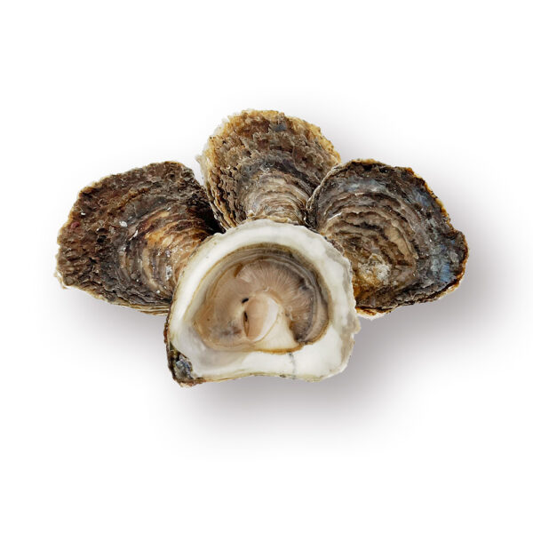 De platte oester is een langzame groeier die zich niet eenvoudig voortplant.