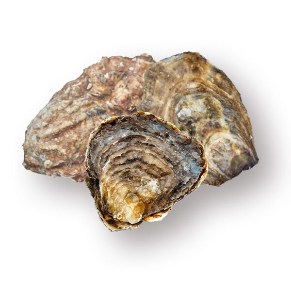 Nieuwsgierig naar oesters uit verschillende regio’s? Kies dan voor de Premier Proeverij!