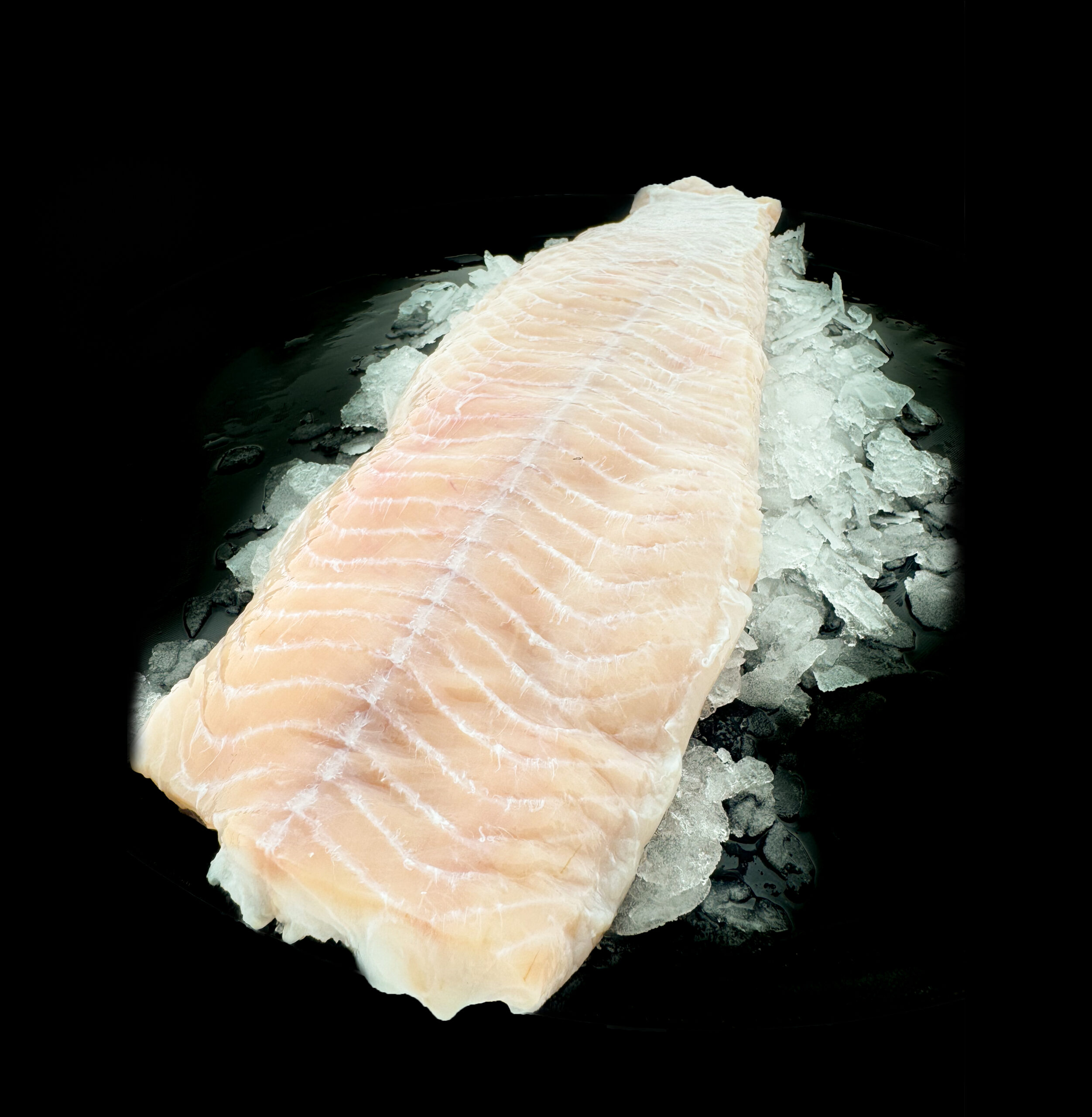 Fresh Fish